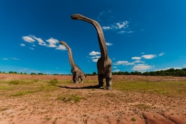 Photo de deux dinosaures diplodocus en promenade.