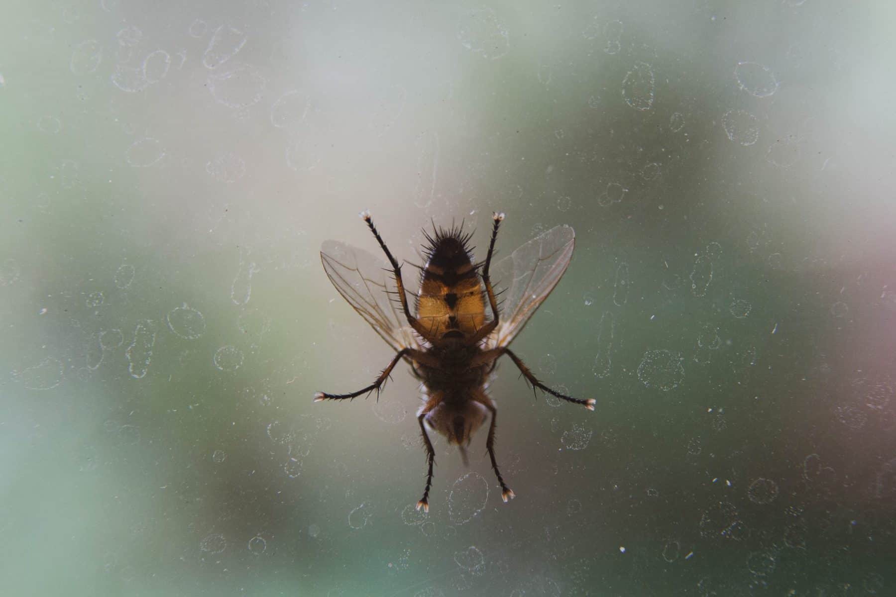 3 jours frustrants dans la durée de vie d'une mouche