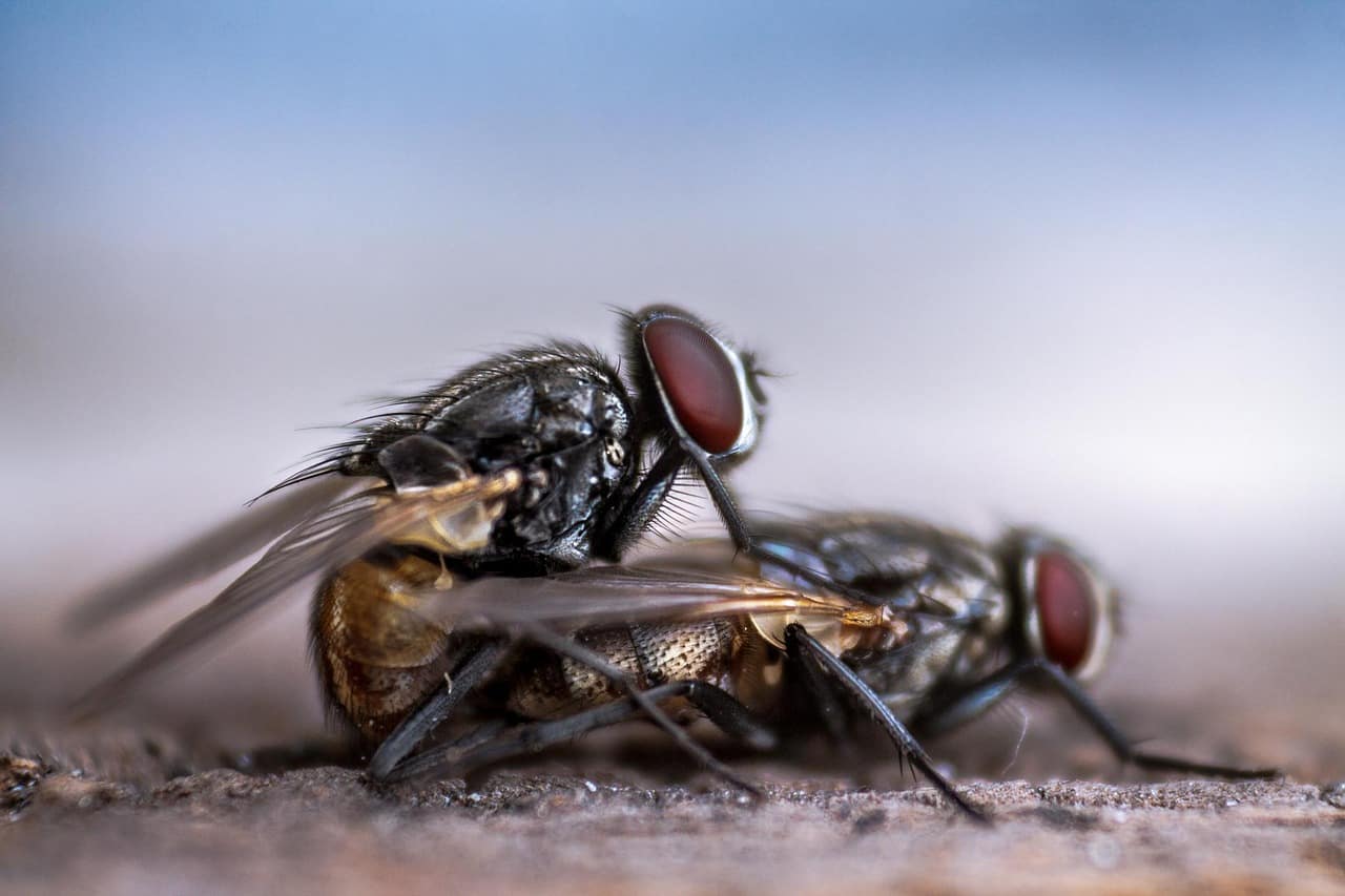 Photo de la reproduction de deux mouches.