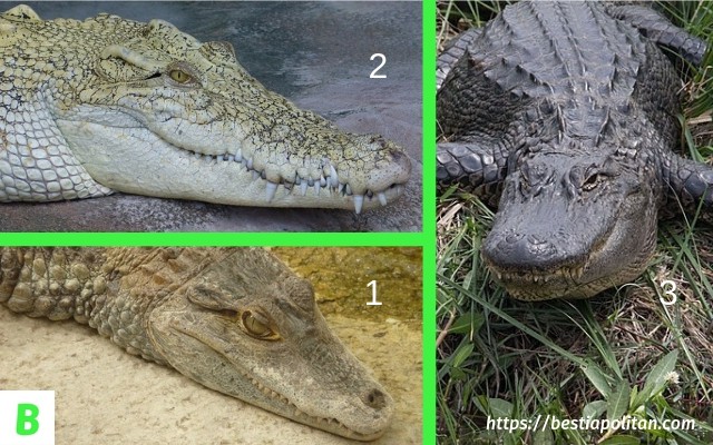 Différences entre un alligator, un crocodile et un caïman, mis en page par Bestiapolitan.