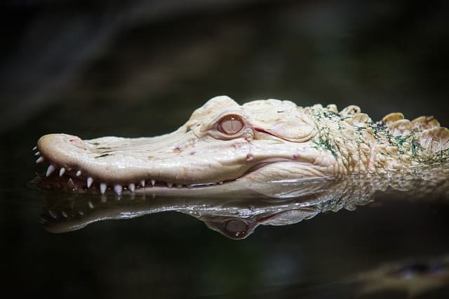 Photo d'un alligator blanc albinos.