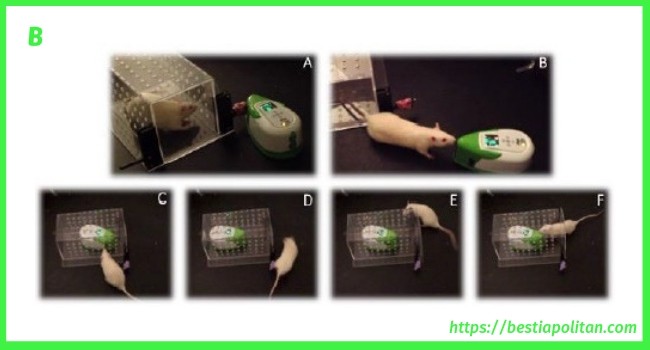 Un rat domestique montre son intelligence et son empathie avec des robots.