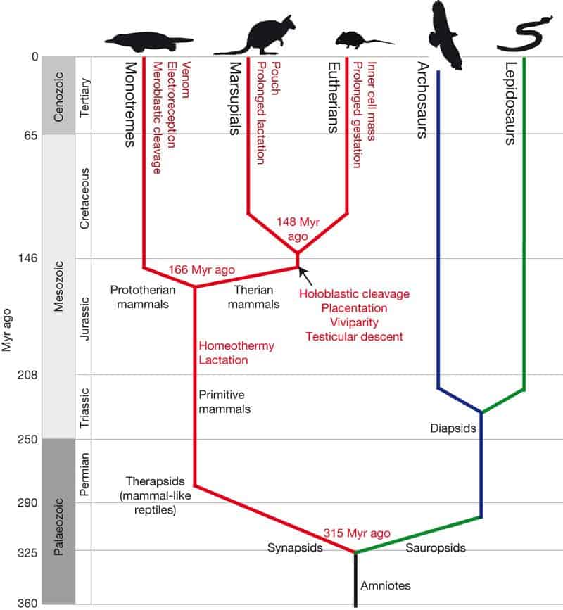 Evolution de l'ornithorynque, des monotrèmes et des mammifères.