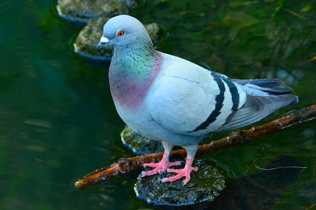 Pigeon biset ou domestique ou voyageur.
